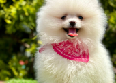 Pomeranian Boo Teddy Face